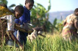 African men-women-working in the field